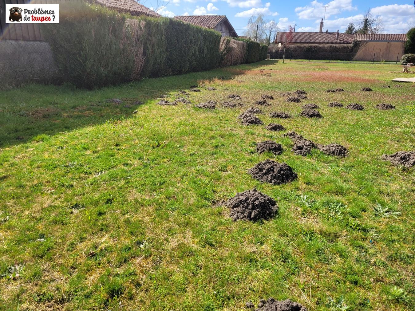 Détaupisation à Labenne (40)