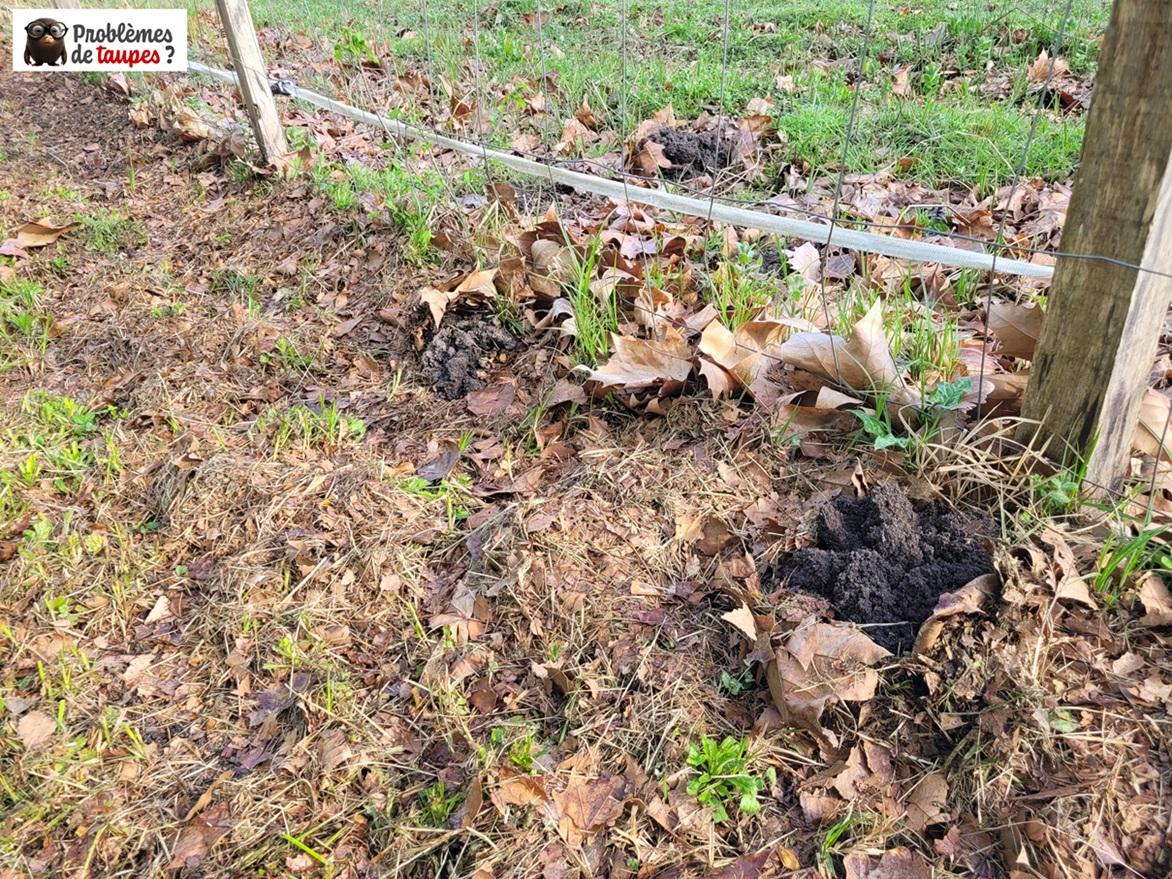 Présence de taupes à Cestas près du Bassin d'Arcachon