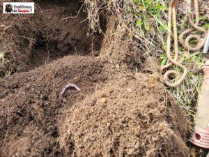 Comment se débarrasser des taupes dans un jardin à Bayonne au Pays Basque (64) ?