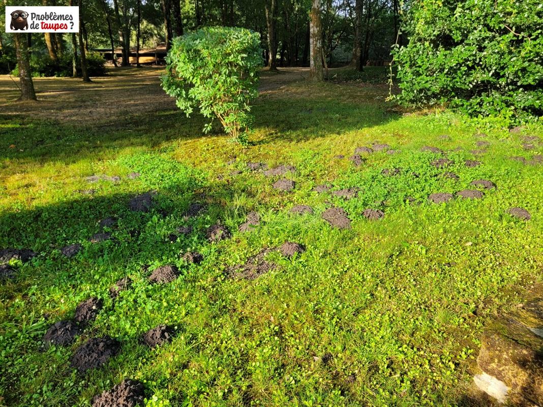 Comment se débarrasser des taupes à Anglet près de Bayonne ?