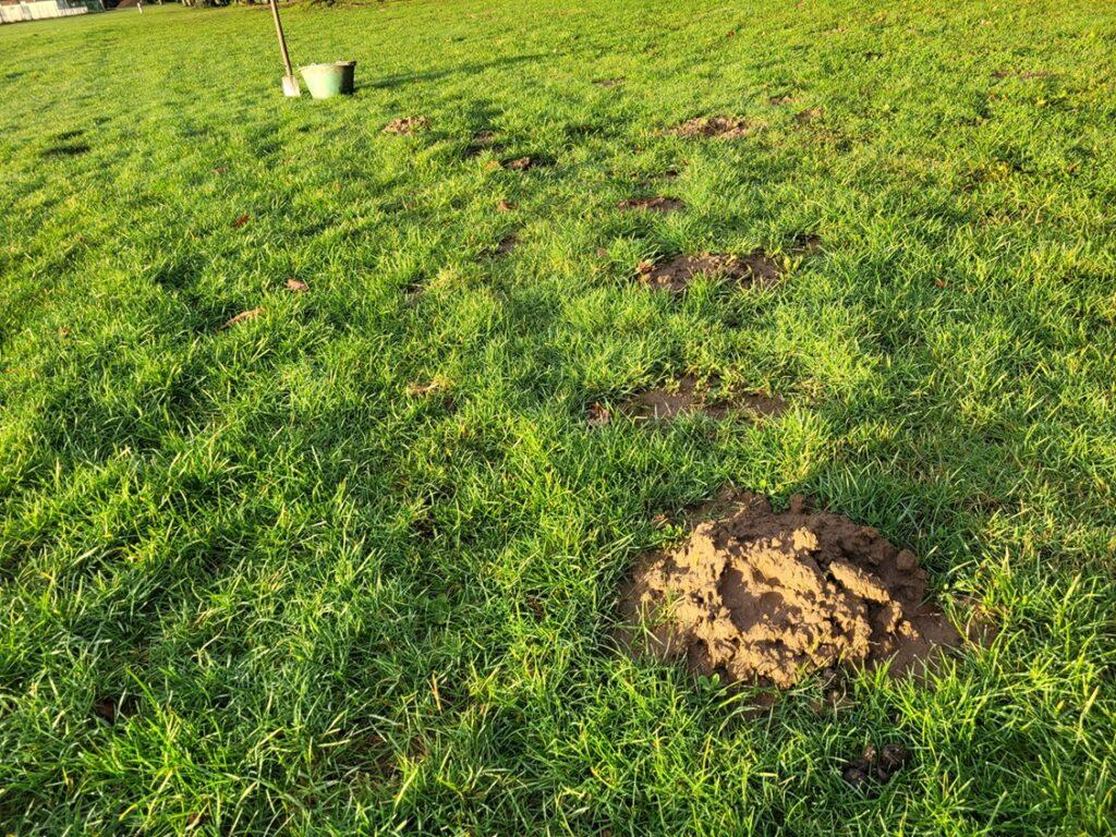 Chasser les taupes sur la Côte Basque (64).