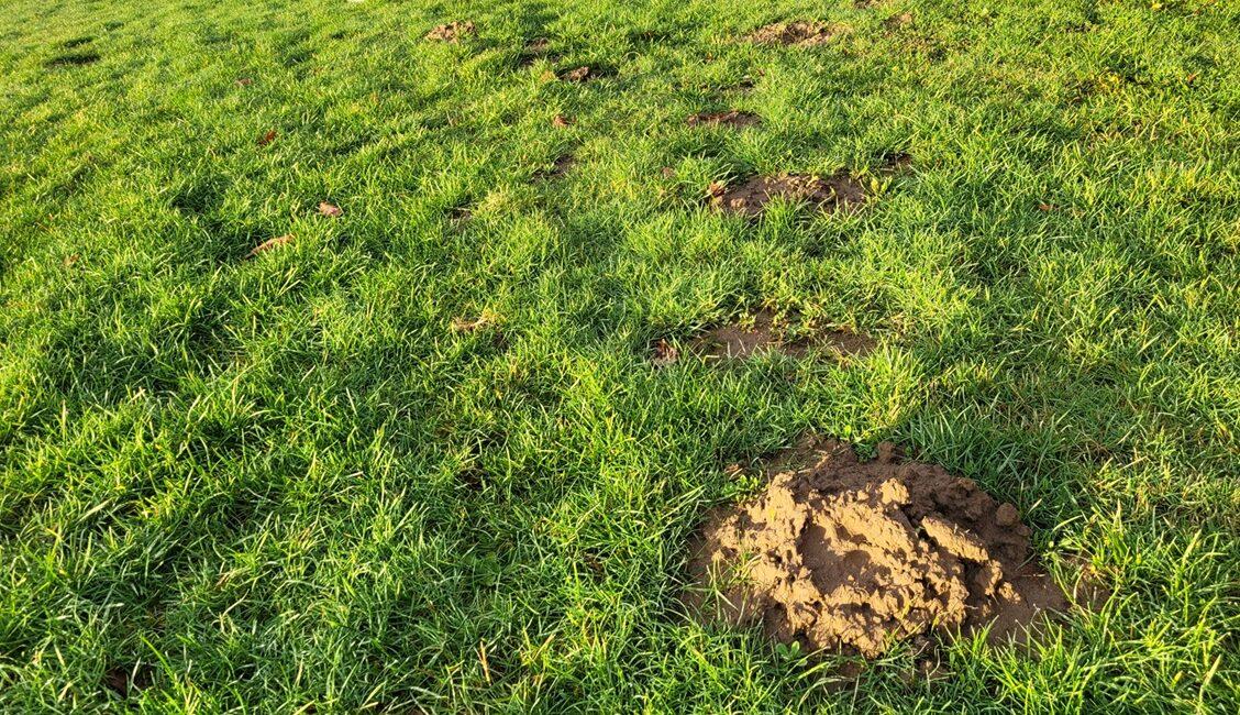 Chasser les taupes sur la Côte Basque (64).