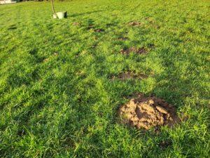 Chasser les taupes sur la Côte Basque (64).