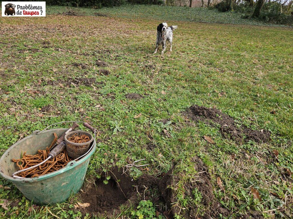 Comment se débarrasser des taupes près de SEIGNOSSE : Méthodes et solutions