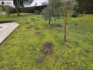 Piégeage traditionnel à SEIGNOSSE près de Capbreton pour se débarrasser des taupes