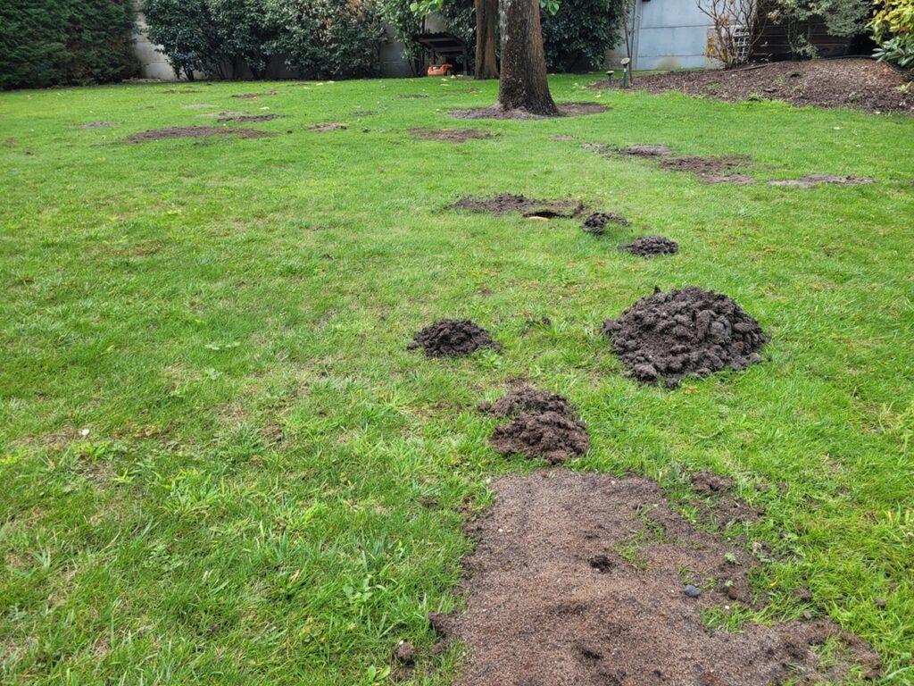 Comment se débarrasser des taupes au Pays Basque ?