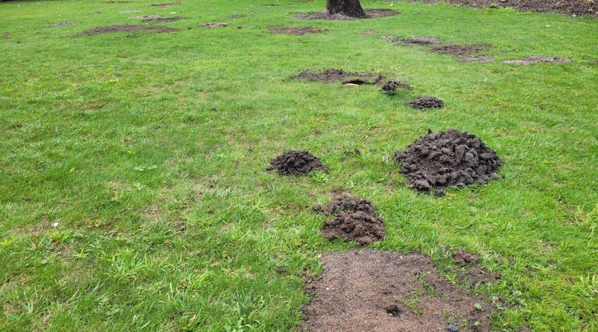 Comment se débarrasser des taupes au Pays Basque ?