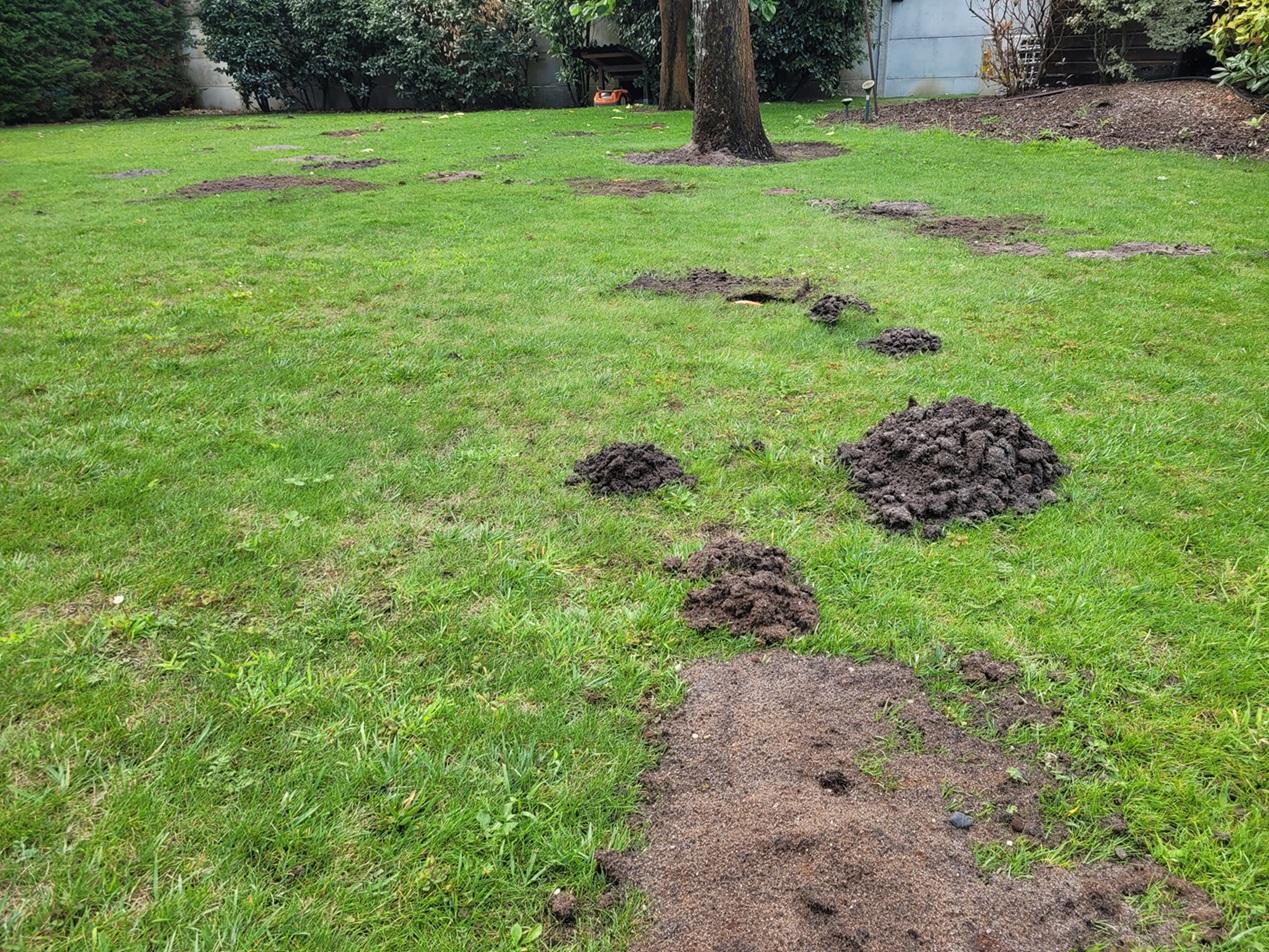 Piégeage traditionnel des taupes au Pays Basque