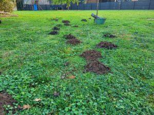 Infestation-de-taupes-a-Anglet-pres-de-Bayonne