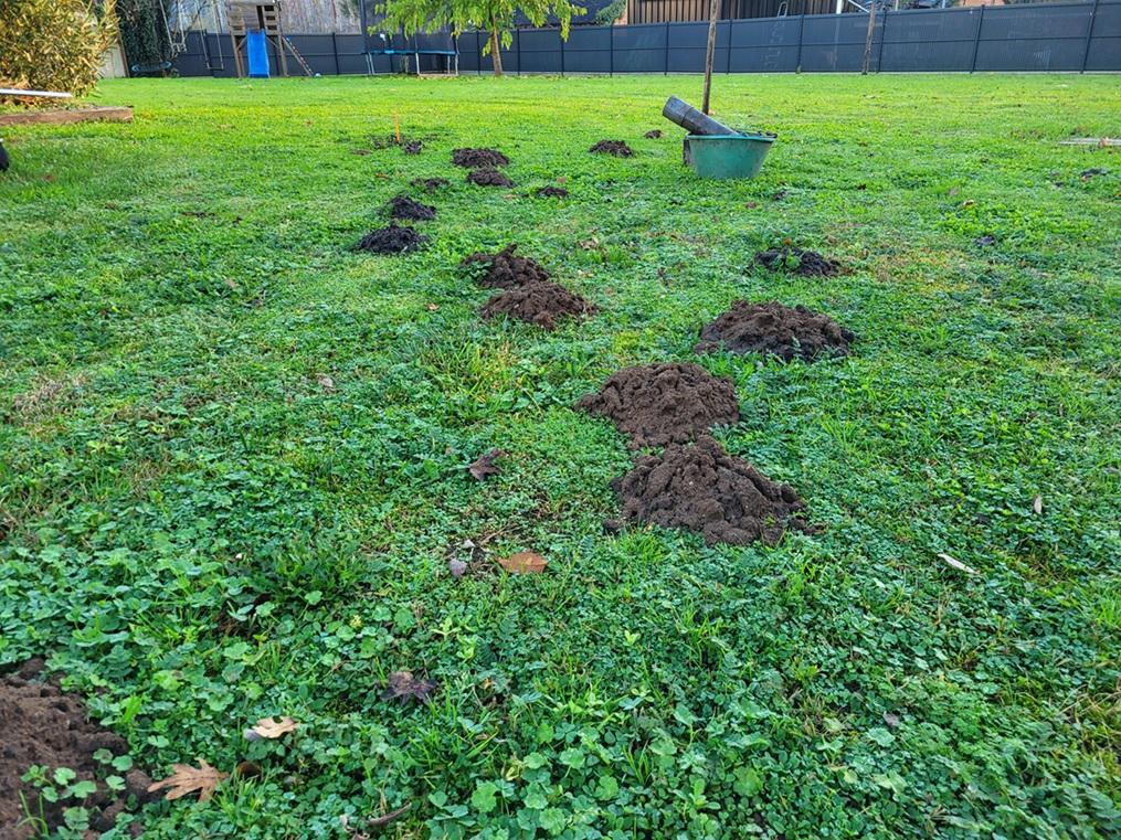 Infestation-de-taupes-a-Anglet-pres-de-Bayonne