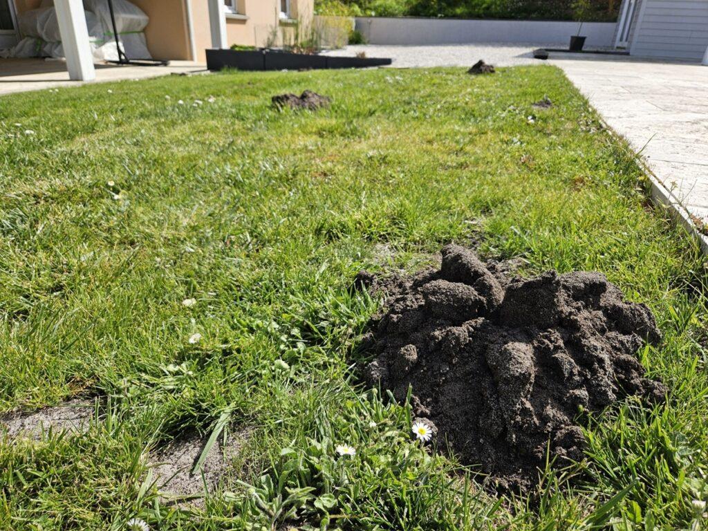 Comment se débarrasser des taupes au Barp près du Bassin d'Arcachon