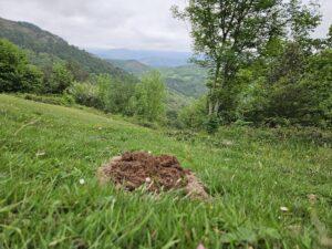 intervention anti-taupes au pays basque