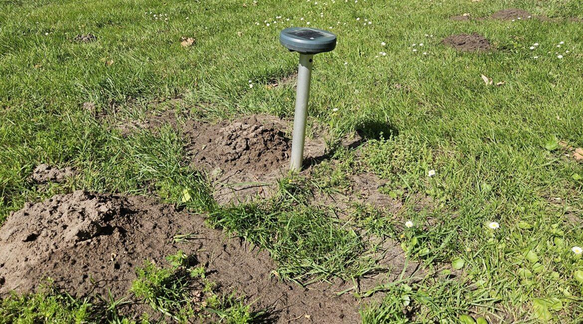 Comment se débarrasser des taupes dans son jardin sur le Bassin d'Arcachon ? Méthode et solution