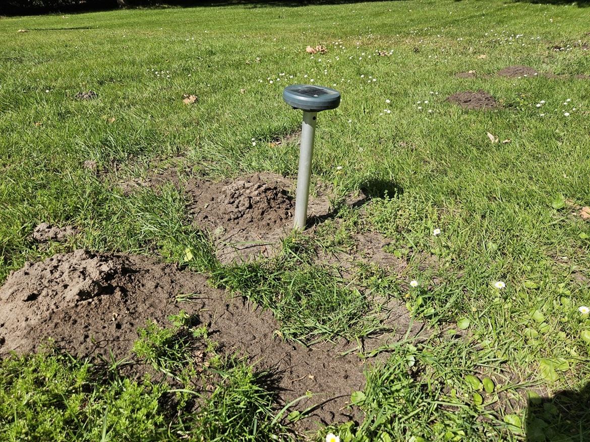 Comment se débarrasser des taupes dans son jardin ?