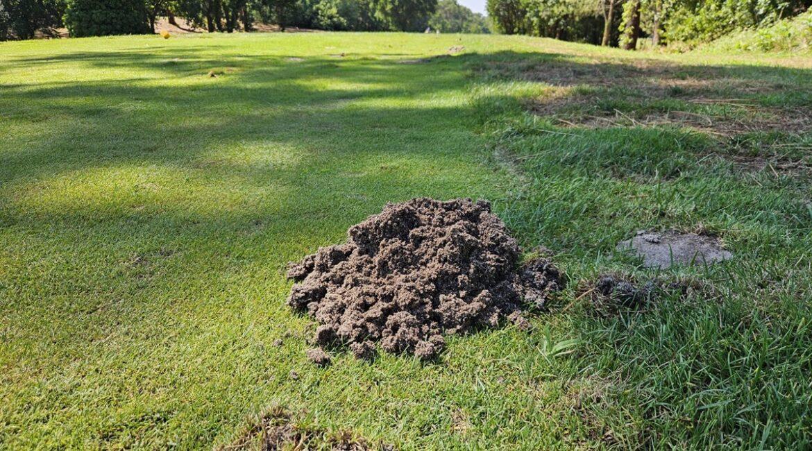 Taupinière dans un jardin au Barp