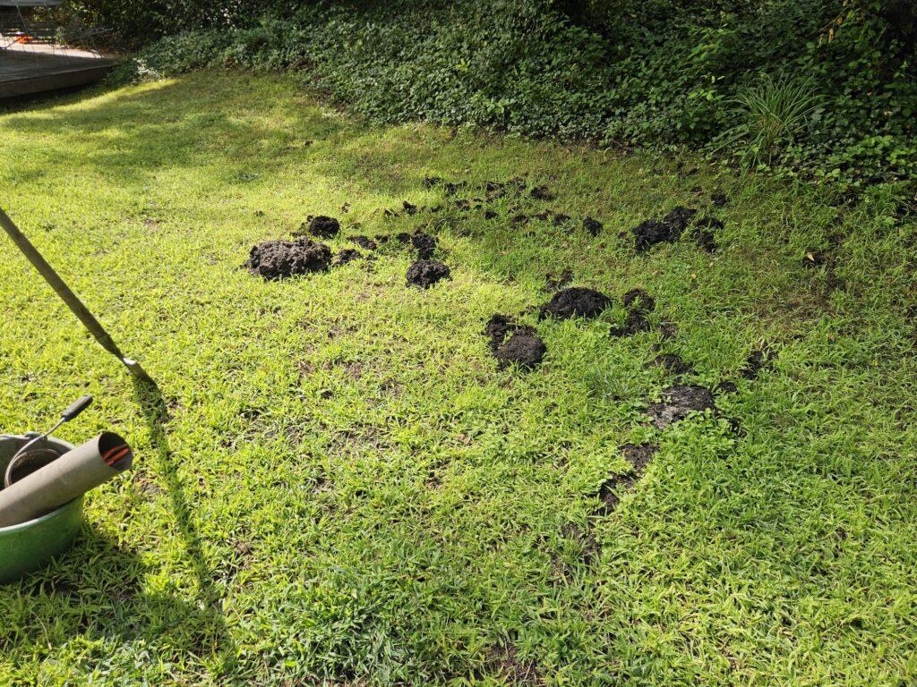 Taupinières dans un jardin Bassin d’Arcachon