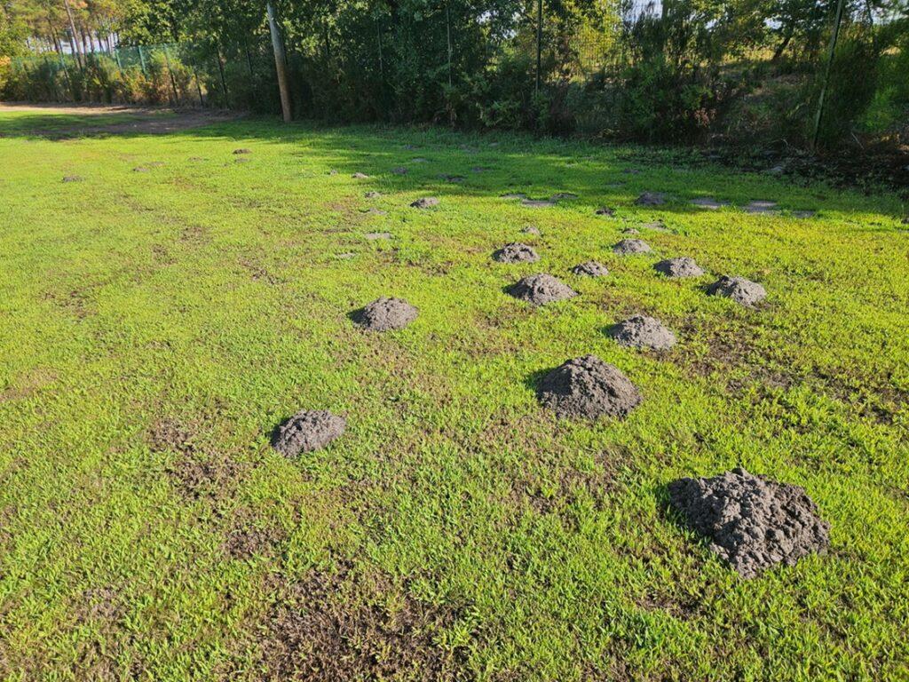 taupinières dans votre jardin ? Que faire