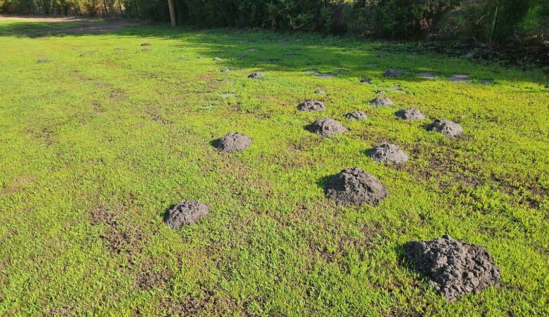 taupinières dans votre jardin ? Que faire