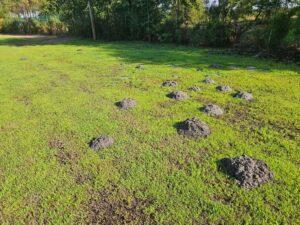 taupinières dans votre jardin ? Que faire