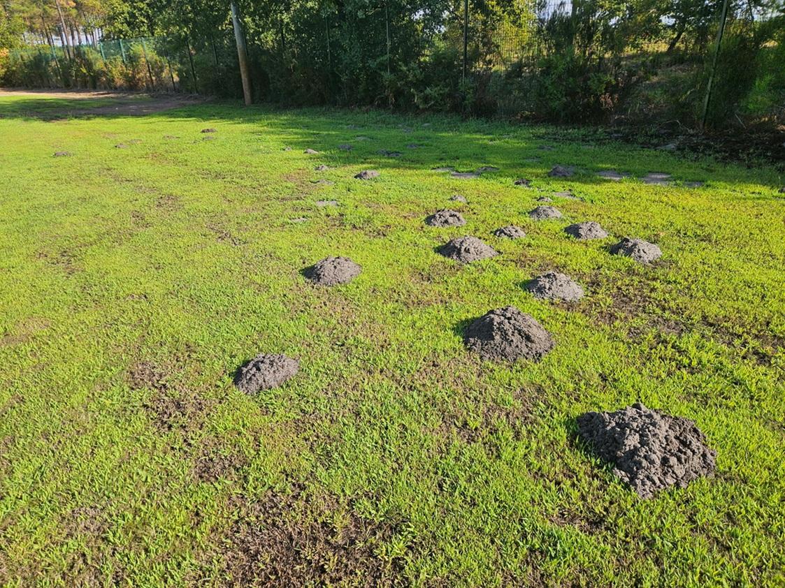 Que faire contre les taupinières dans votre jardin ?